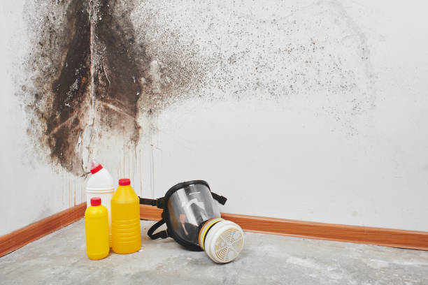 Best Black Mold Removal  in St John, IN