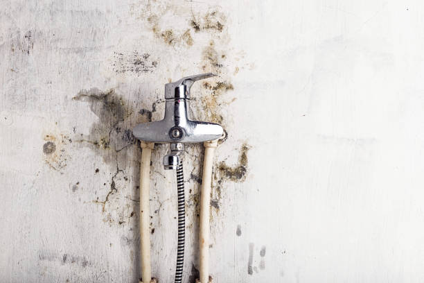 Best Affordable Mold Removal  in St John, IN