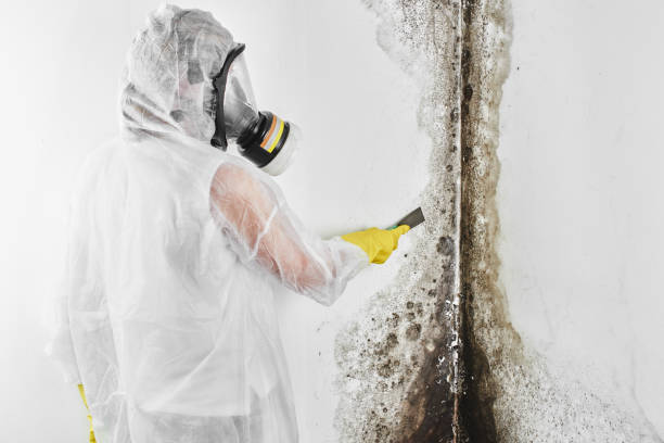 Home Mold Removal in St John, IN