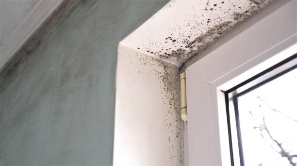 Professional Mold Removal in St John, IN
