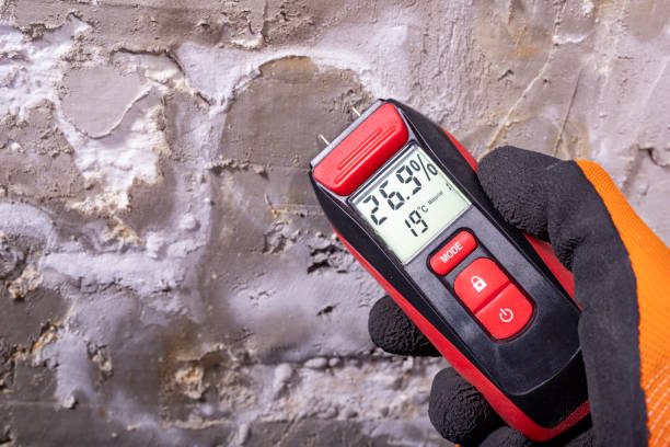 Best Mold Remediation Services  in St John, IN