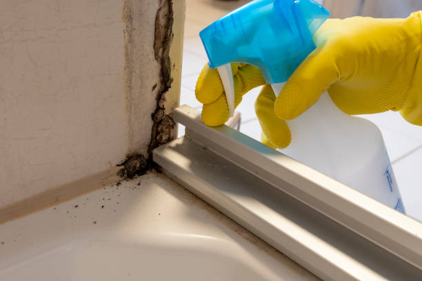 Best Mold Damage Repair  in St John, IN