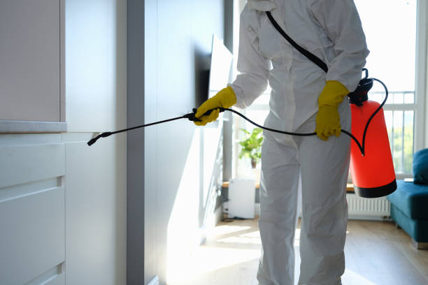 Best Local Mold Removal Service  in St John, IN