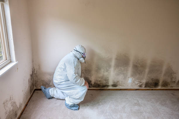 Best Residential Mold Removal  in St John, IN