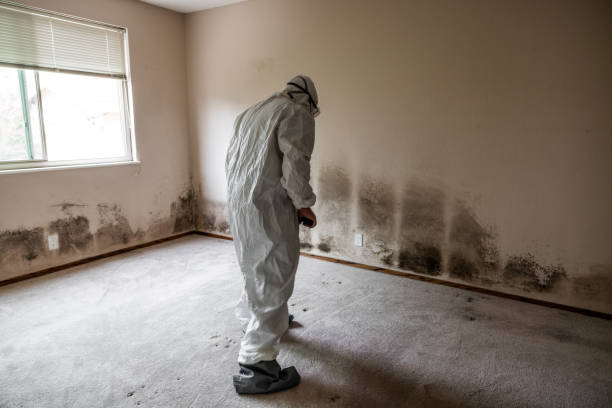 Best Emergency Mold Removal  in St John, IN