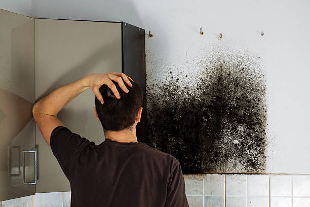 Best Crawl Space Mold Removal  in St John, IN